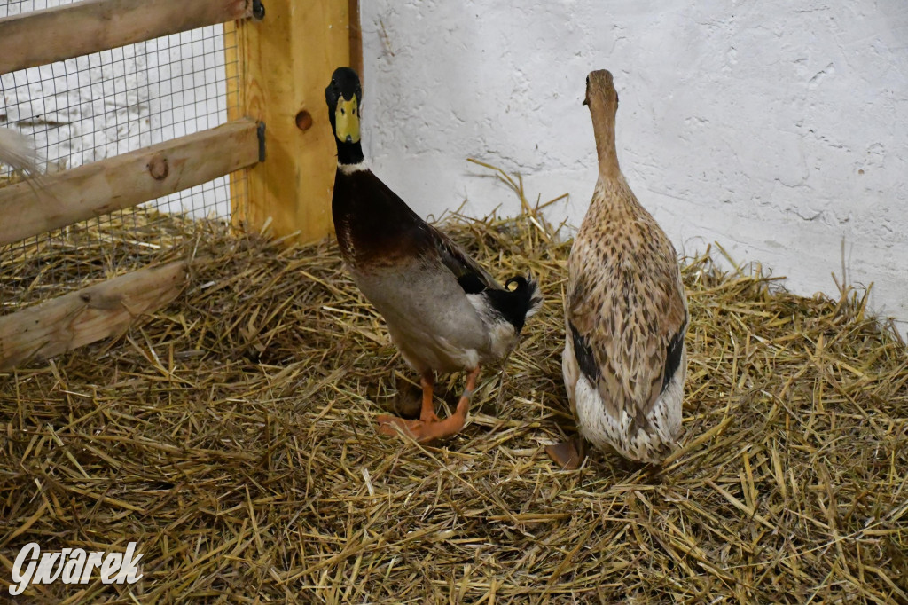 Żywa stajenka w Strzybnicy ponownie otwarta
