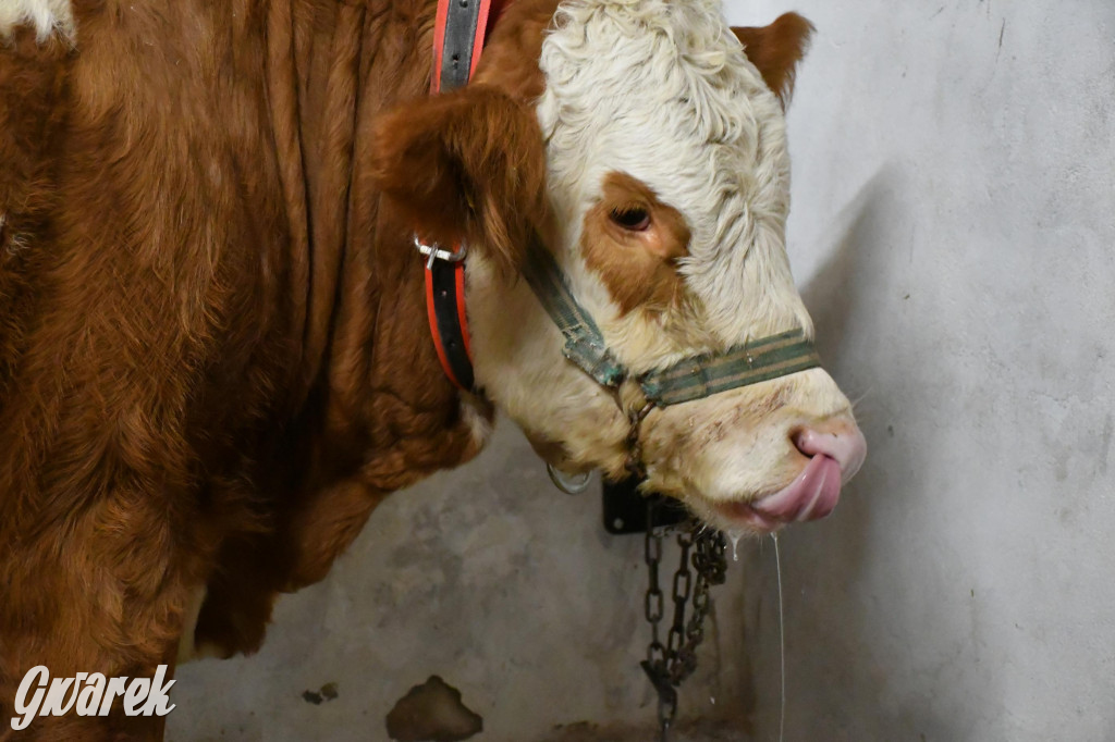Żywa stajenka w Strzybnicy ponownie otwarta