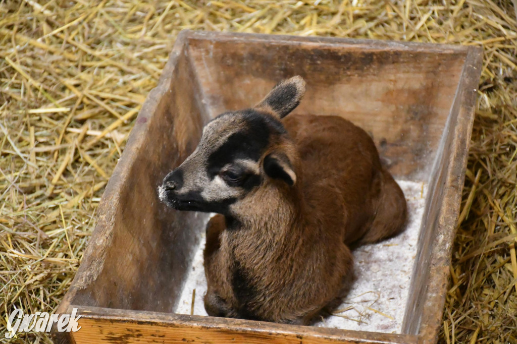 Żywa stajenka w Strzybnicy ponownie otwarta