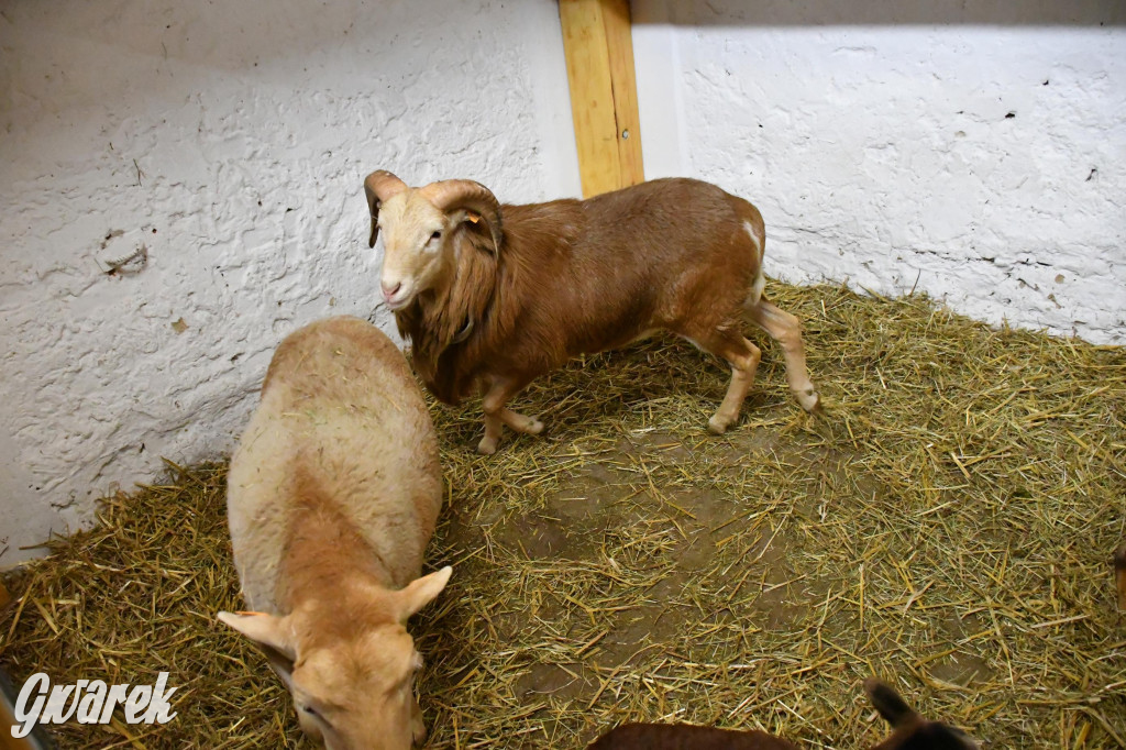 Żywa stajenka w Strzybnicy ponownie otwarta