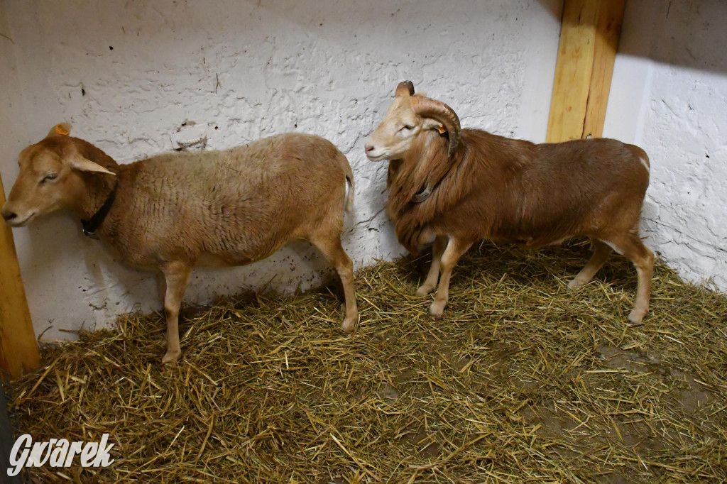 Żywa stajenka w Strzybnicy ponownie otwarta