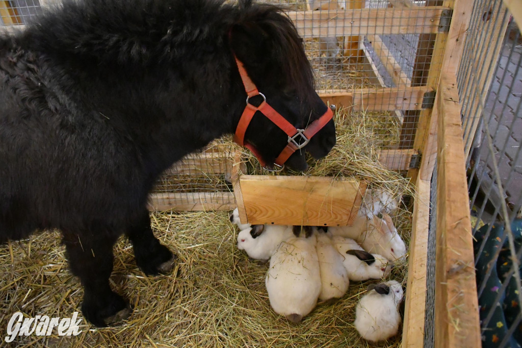Żywa stajenka w Strzybnicy ponownie otwarta