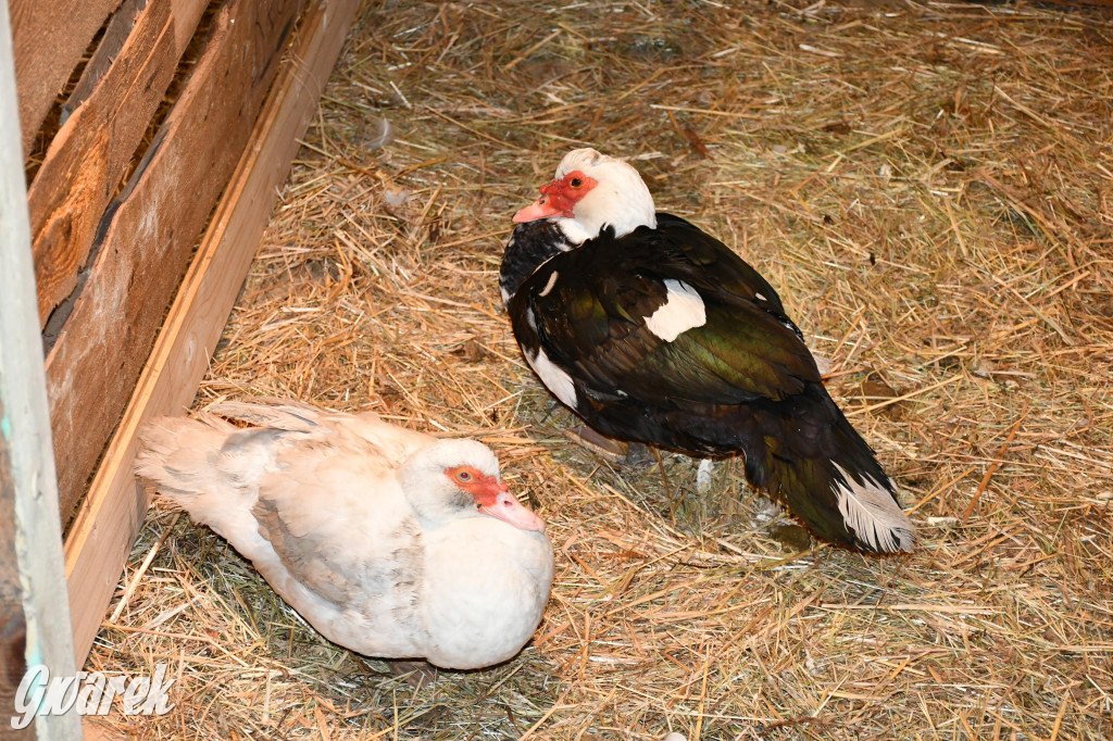 Piekarskie Betlejem przy bazylice