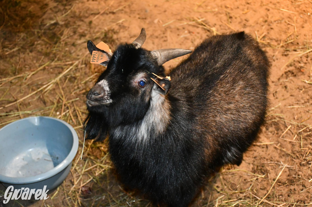 Piekarskie Betlejem przy bazylice