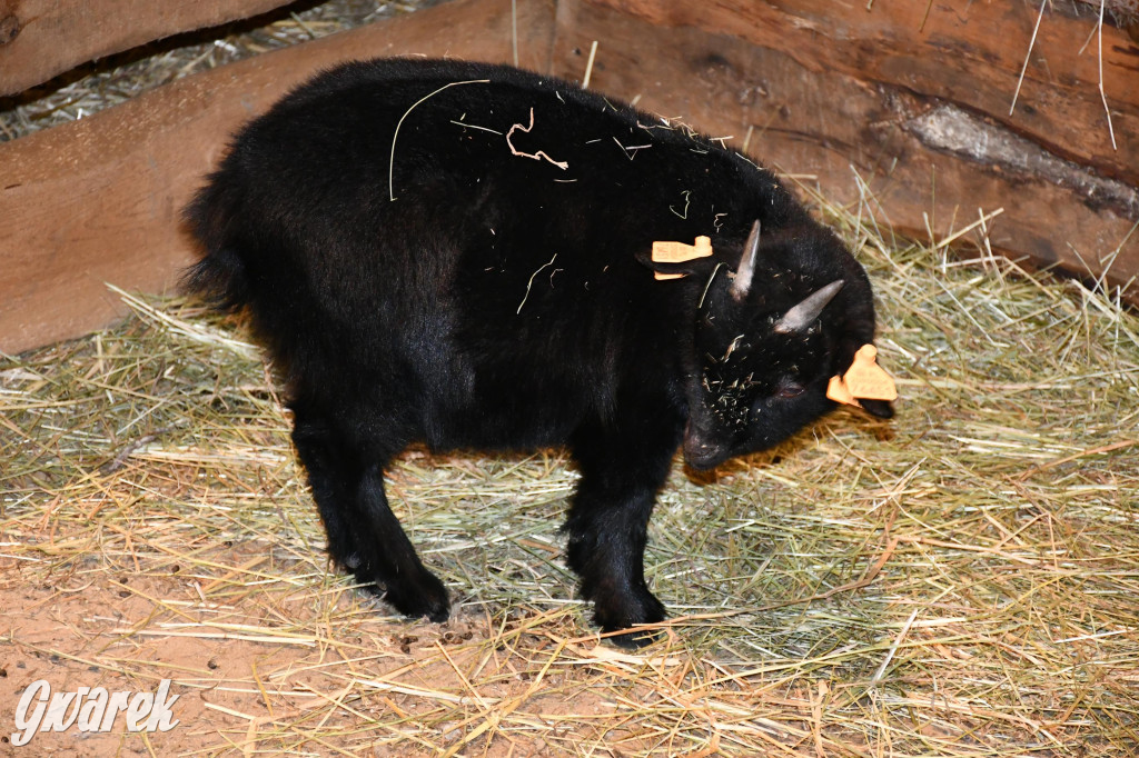 Piekarskie Betlejem przy bazylice