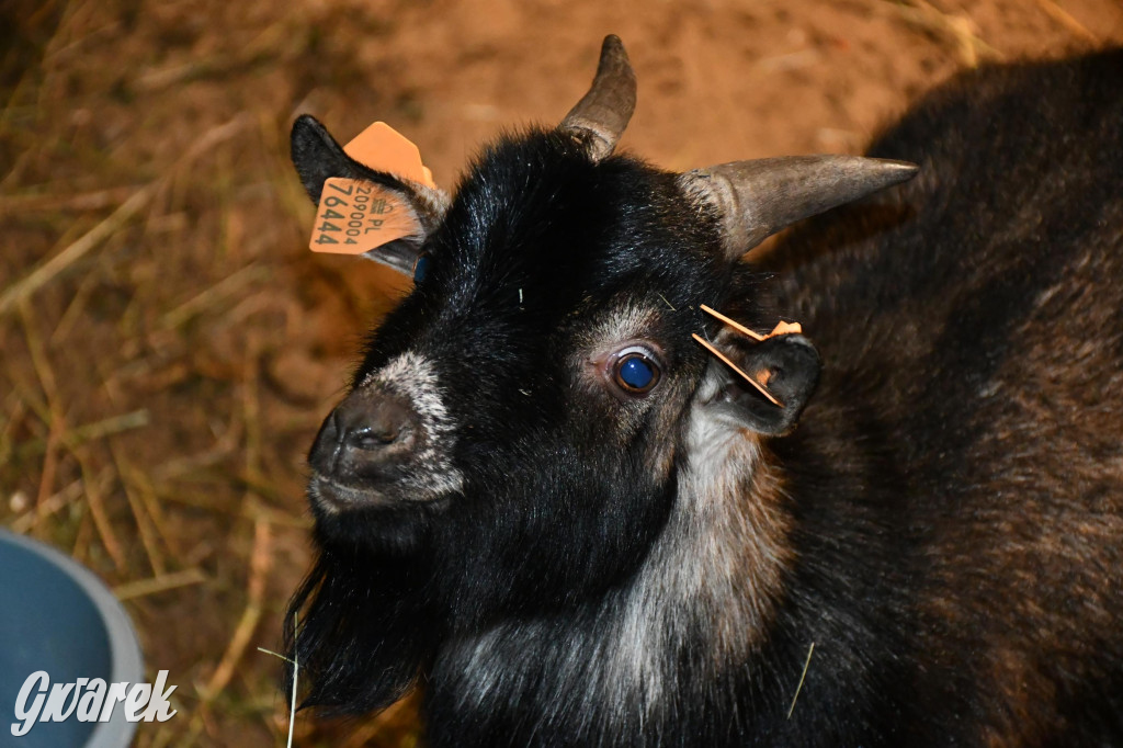 Piekarskie Betlejem przy bazylice