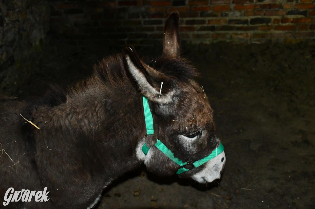 Piekarskie Betlejem przy bazylice