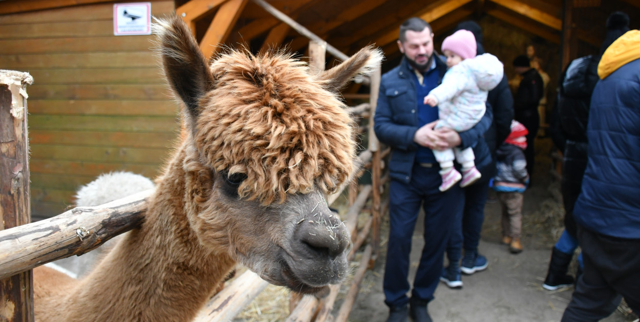 Świniowicka betlyjka i alpaki