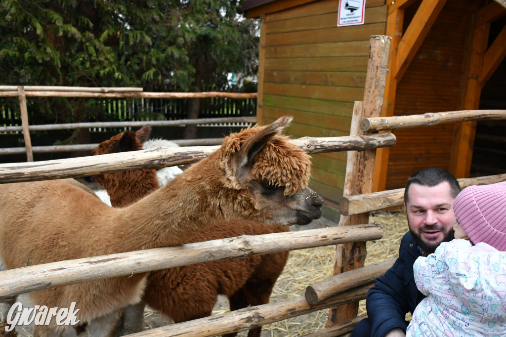 Świniowicka betlyjka i alpaki