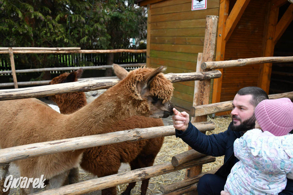 Świniowicka betlyjka i alpaki
