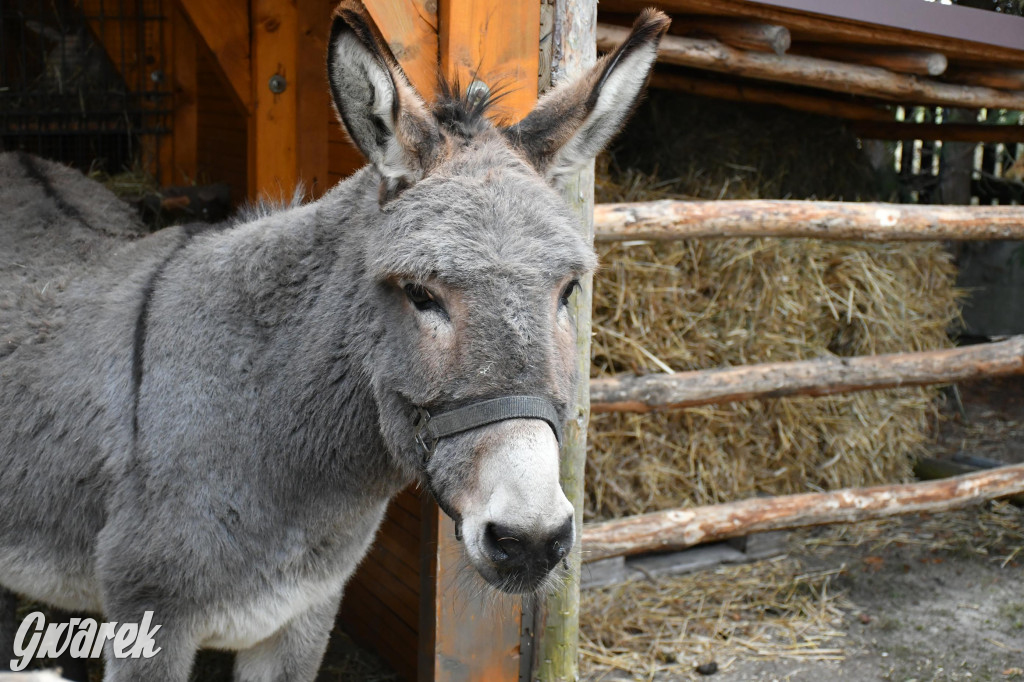 Świniowicka betlyjka i alpaki