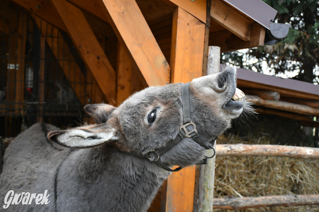 Świniowicka betlyjka i alpaki