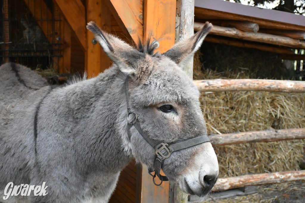 Świniowicka betlyjka i alpaki