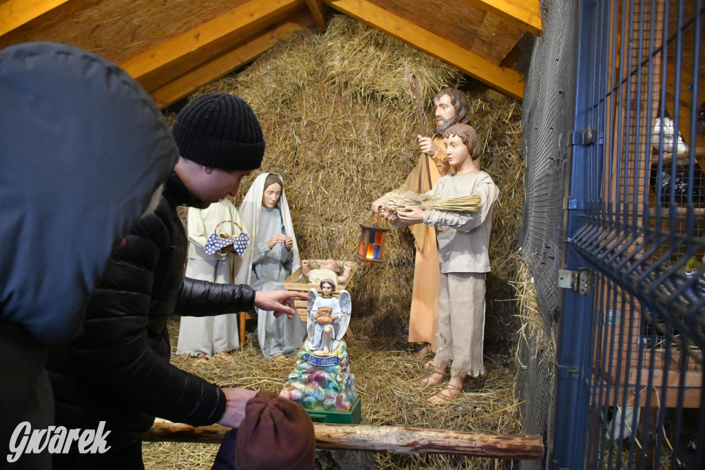 Świniowicka betlyjka i alpaki