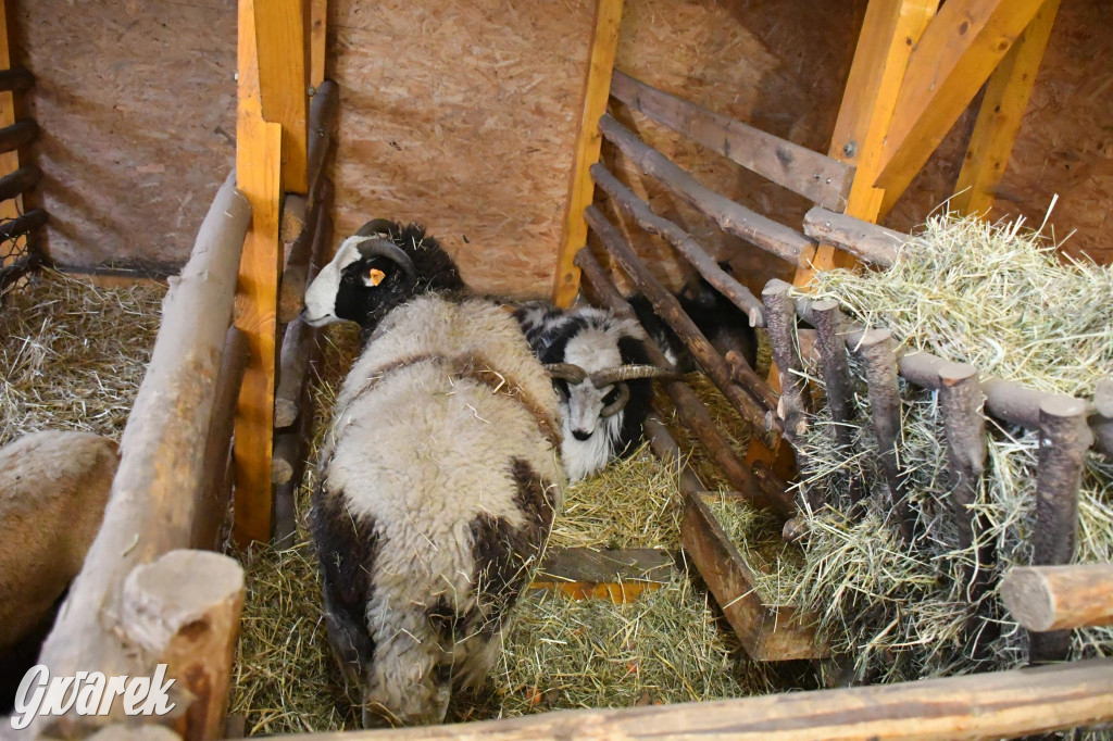 Świniowicka betlyjka i alpaki