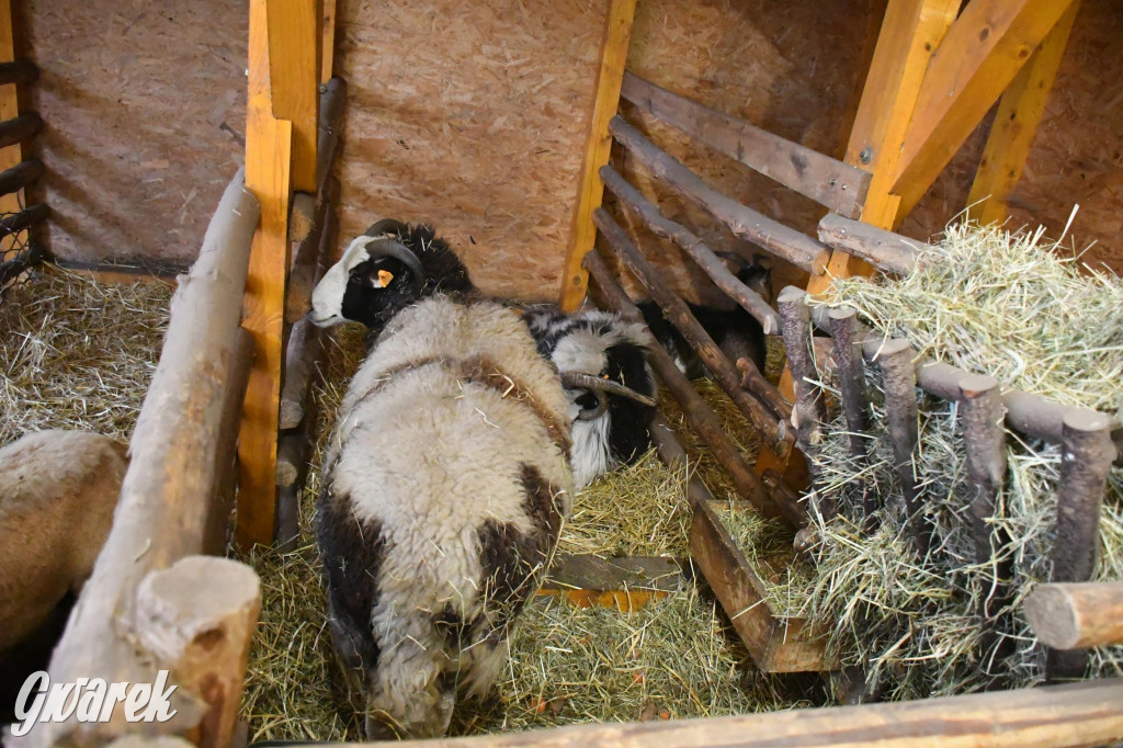 Świniowicka betlyjka i alpaki