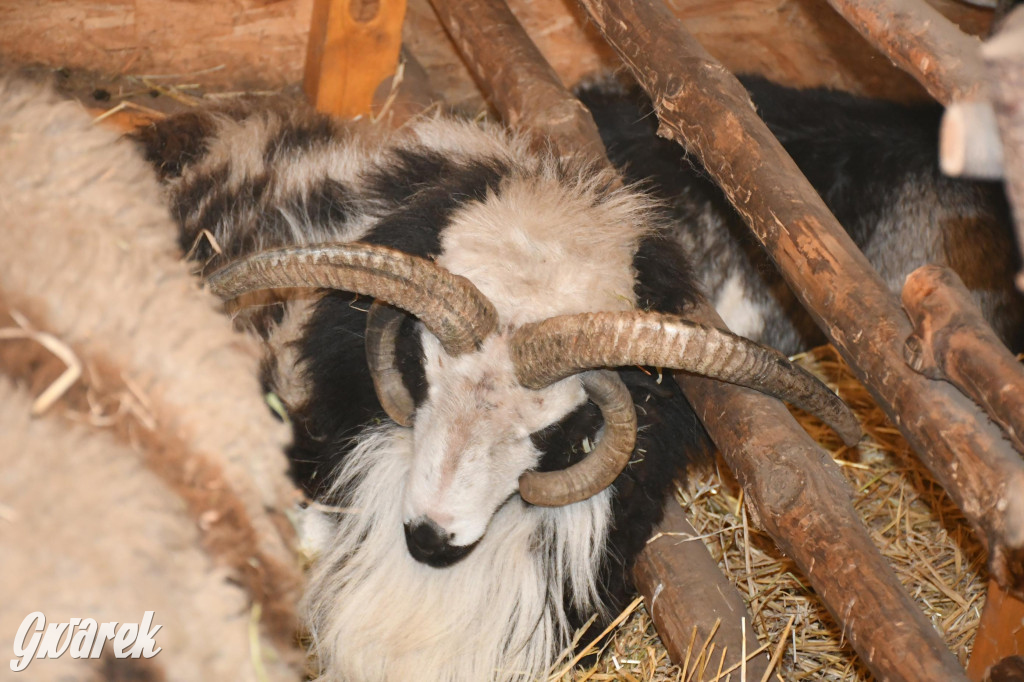 Świniowicka betlyjka i alpaki