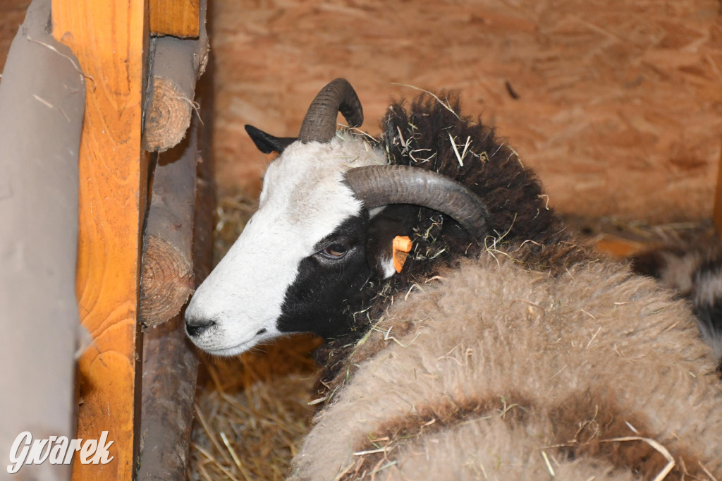 Świniowicka betlyjka i alpaki