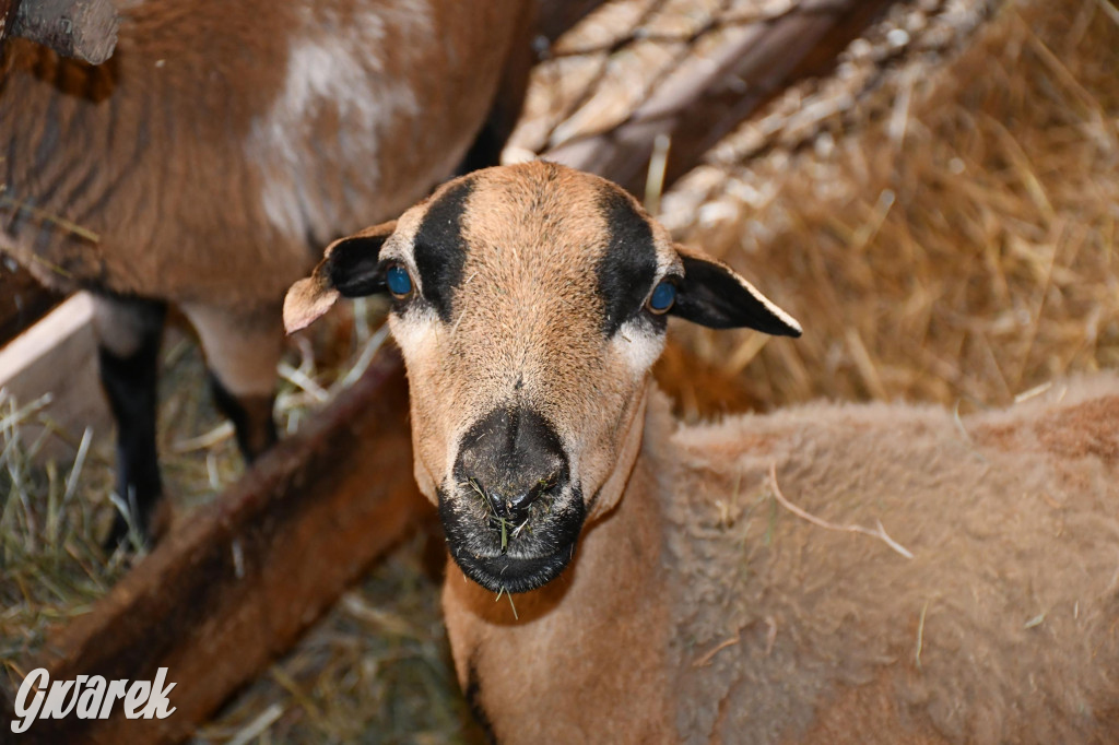 Świniowicka betlyjka i alpaki