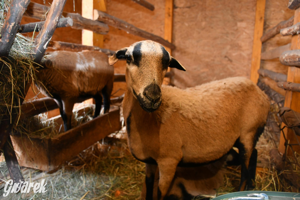 Świniowicka betlyjka i alpaki