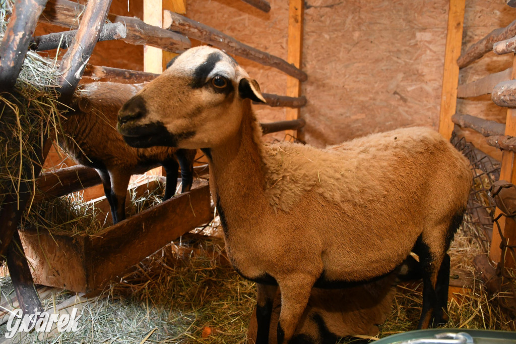 Świniowicka betlyjka i alpaki