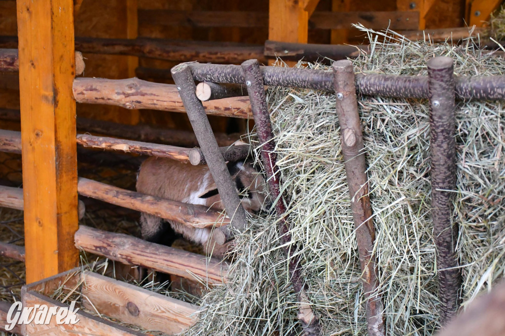 Świniowicka betlyjka i alpaki