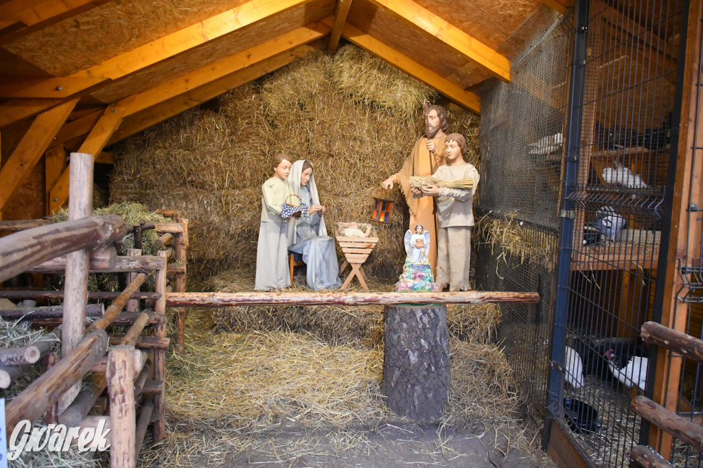 Świniowicka betlyjka i alpaki