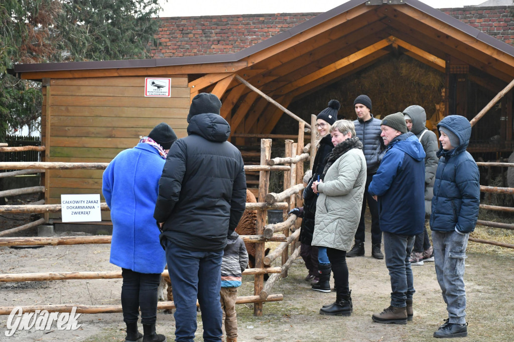 Świniowicka betlyjka i alpaki