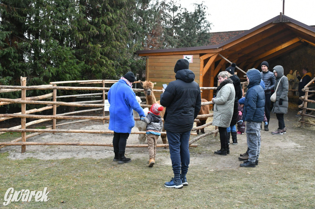 Świniowicka betlyjka i alpaki