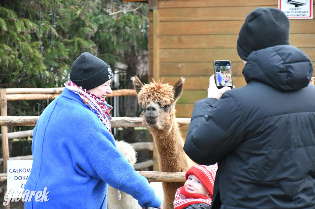 Świniowicka betlyjka i alpaki