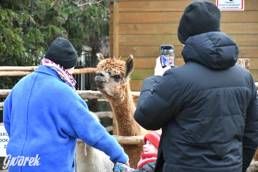 Świniowicka betlyjka i alpaki