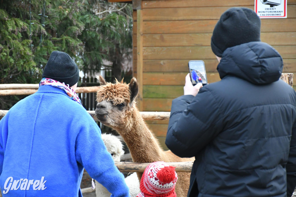 Świniowicka betlyjka i alpaki