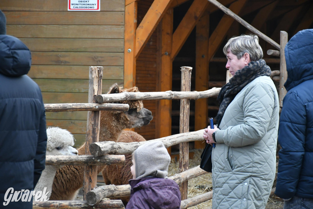 Świniowicka betlyjka i alpaki