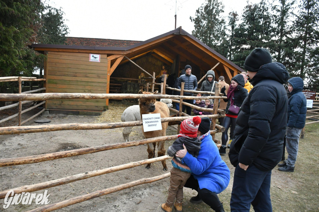 Świniowicka betlyjka i alpaki