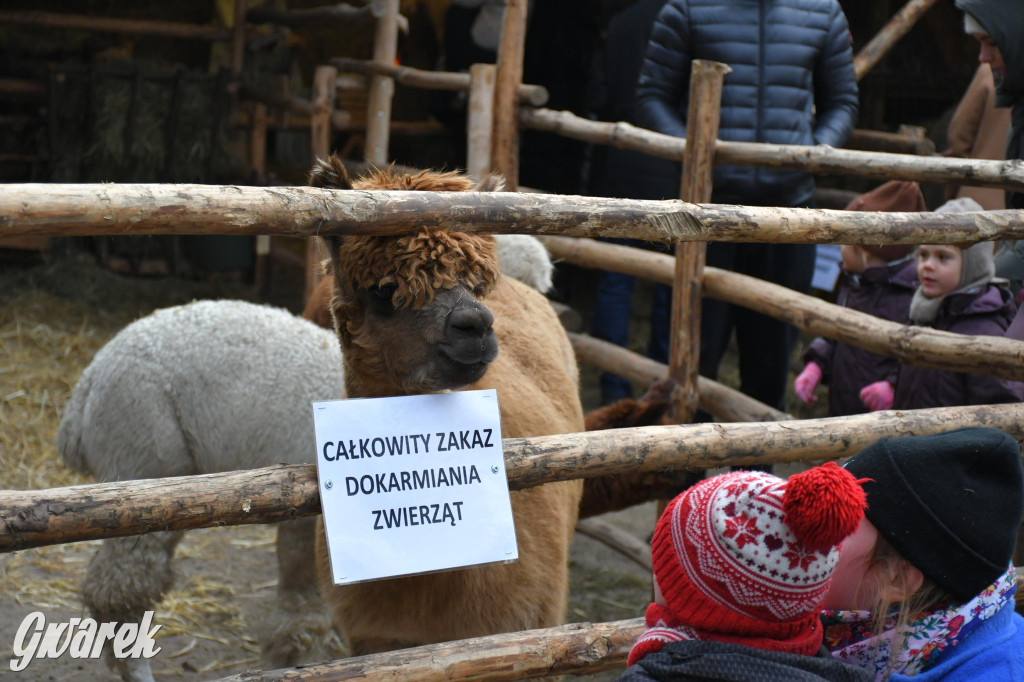 Świniowicka betlyjka i alpaki