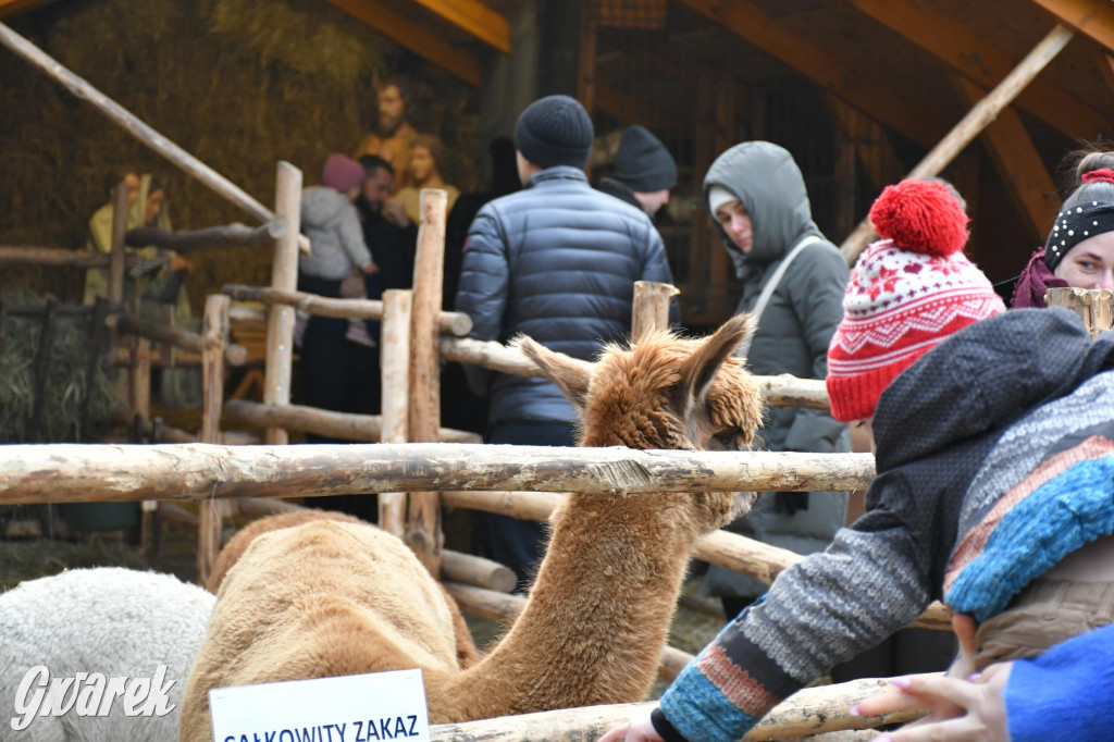 Świniowicka betlyjka i alpaki