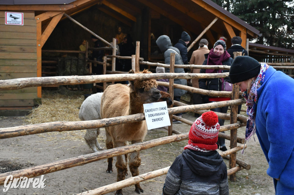 Świniowicka betlyjka i alpaki
