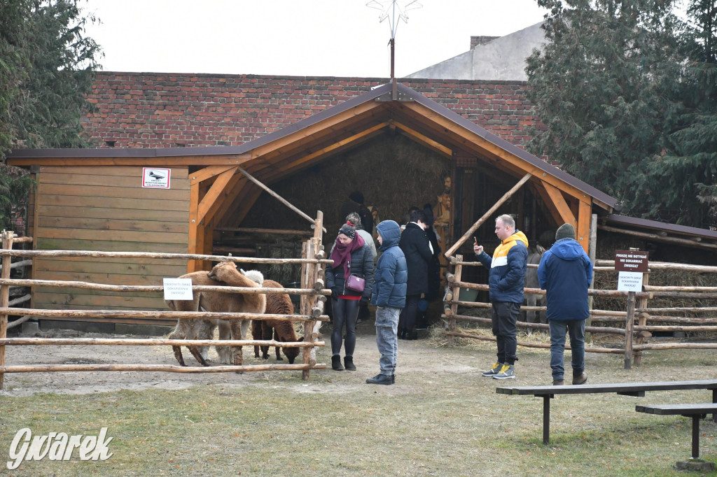 Świniowicka betlyjka i alpaki