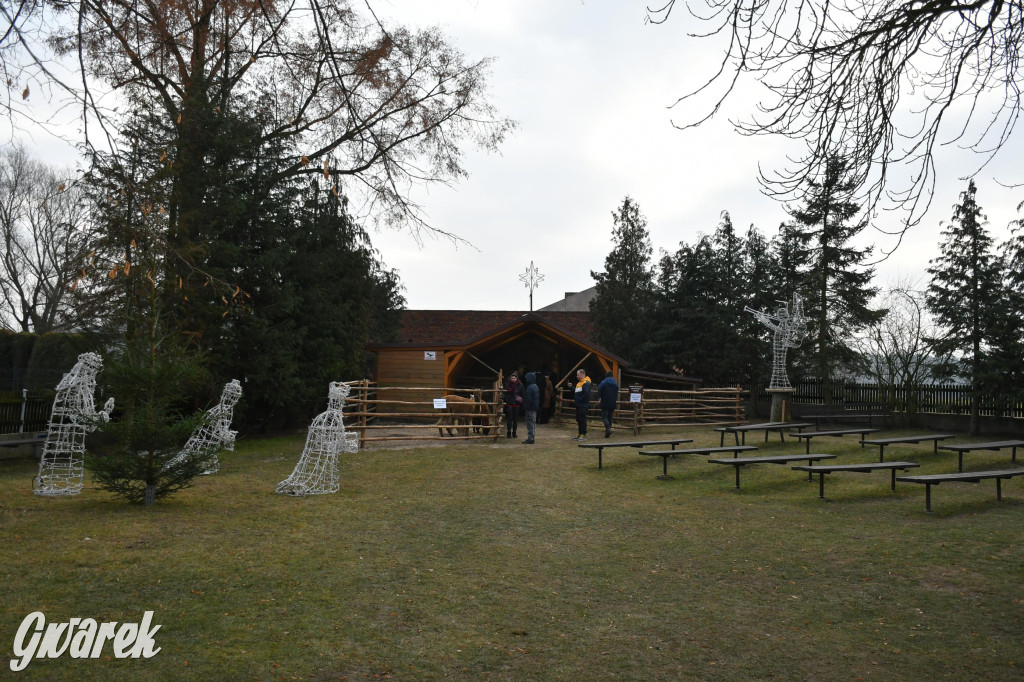 Świniowicka betlyjka i alpaki