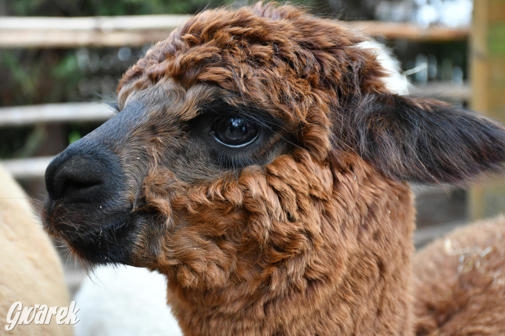 Świniowicka betlyjka i alpaki