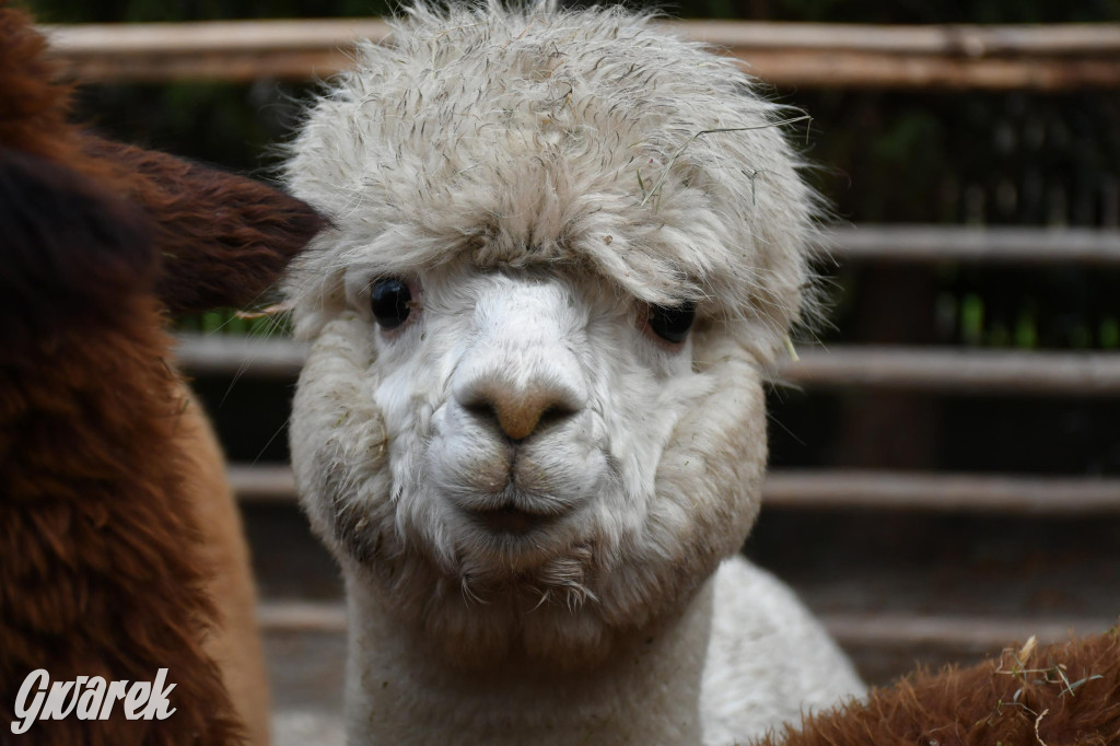 Świniowicka betlyjka i alpaki