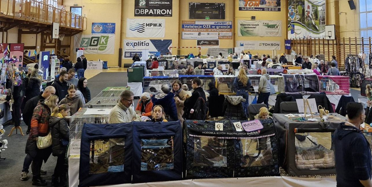 Wystawa kotów rasowych