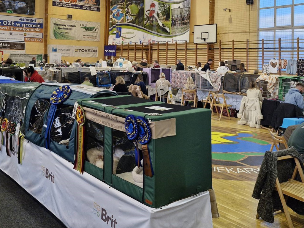 Wystawa kotów rasowych