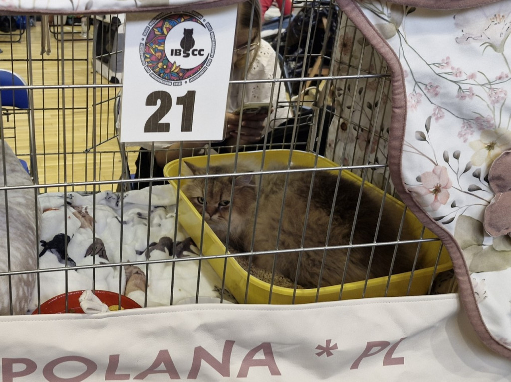 Wystawa kotów rasowych