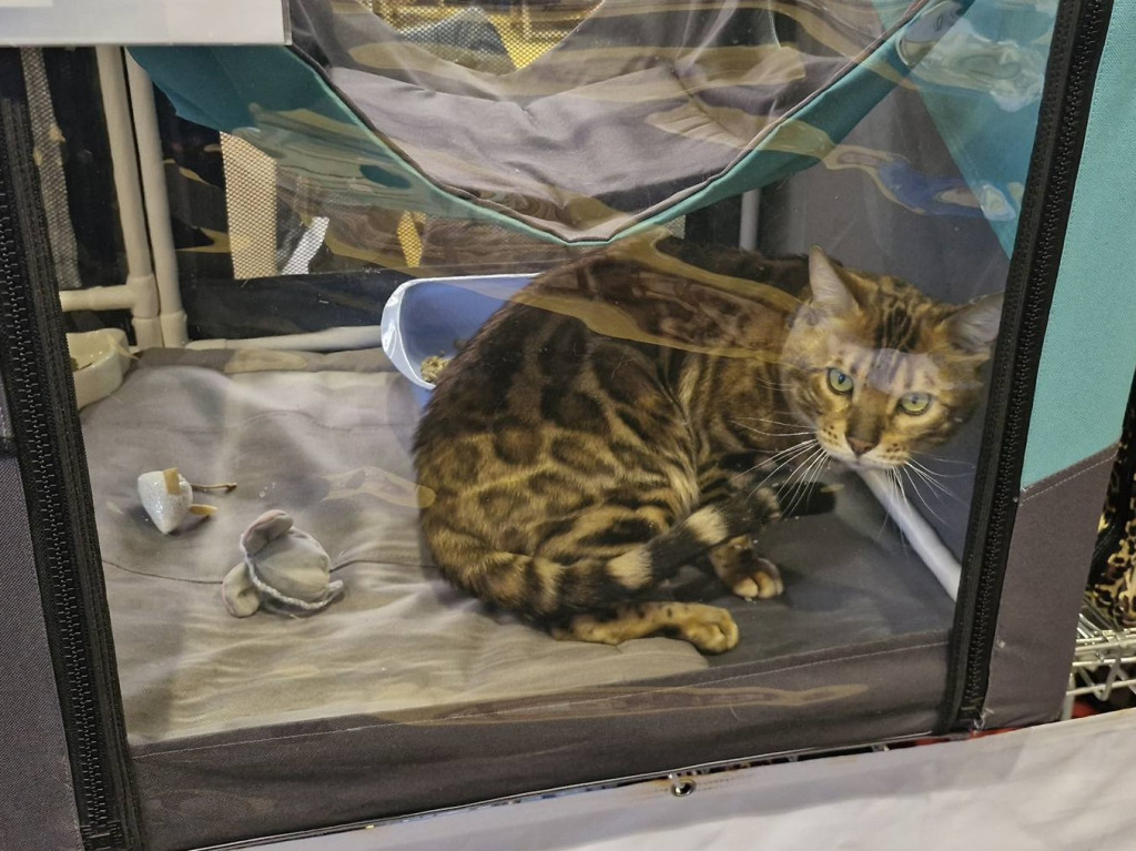 Wystawa kotów rasowych