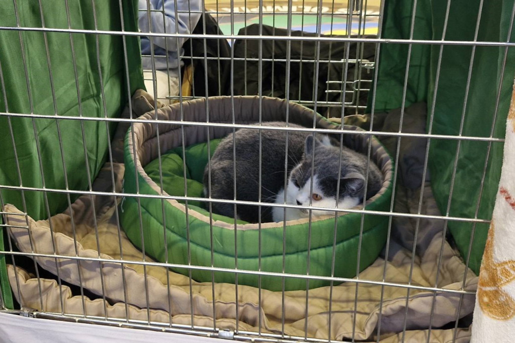 Wystawa kotów rasowych