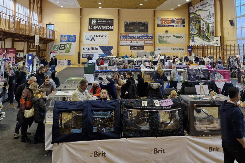 Wystawa kotów rasowych