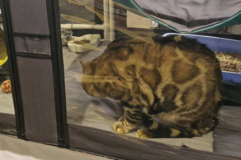 Wystawa kotów rasowych