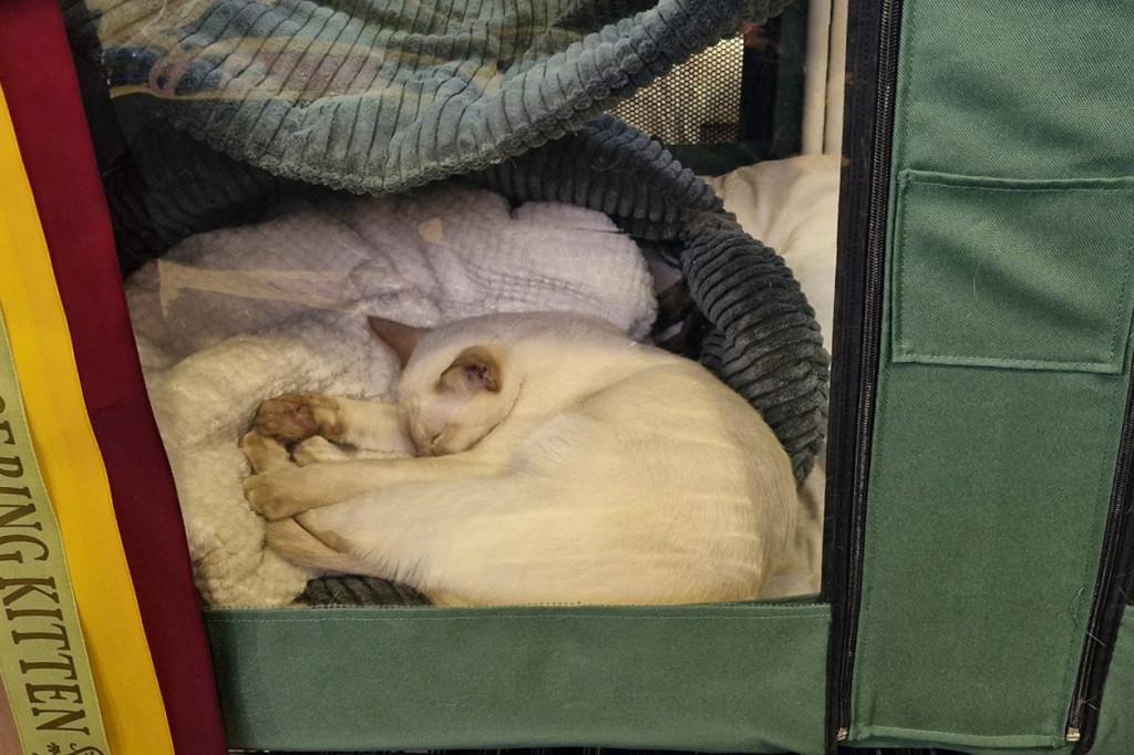 Wystawa kotów rasowych