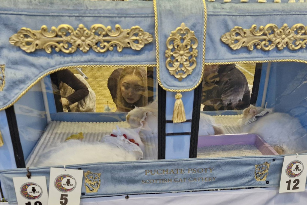 Wystawa kotów rasowych